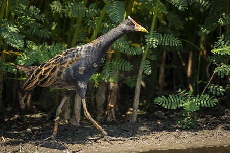 北方食物摄影照片_水鸡鸟 (Gallicrex cinerea) 在自然背景下的沼泽中寻找食物的图像。