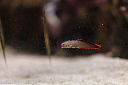 紫盖火鱼 Nemateleotris Decora