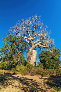 马达加斯加著名的恋爱猴面包树