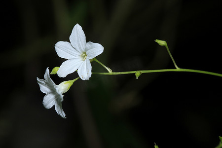 森林里的小白花