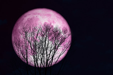 超级满粉红月亮回到黑暗天空中的剪影树上