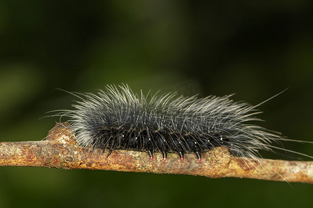 白色毛发摄影照片_树枝上有白色毛发的黑色毛毛虫（Eupterote tetacea）的图像。