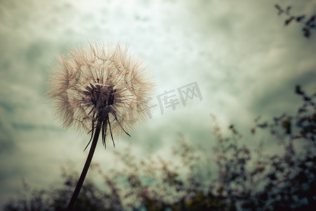 Tragopogon、goatsbeard 或婆罗门参就像一朵巨大的蒲公英花。