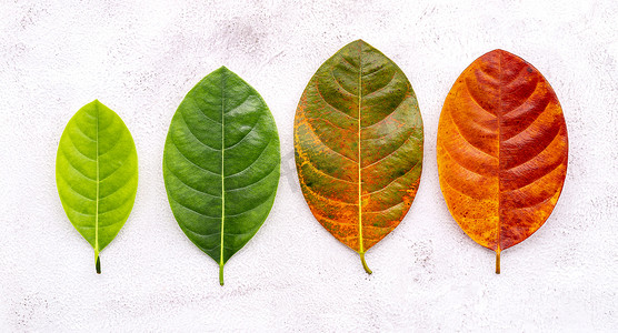 不同年龄的叶子和颜色设置在白色混凝土背景上。