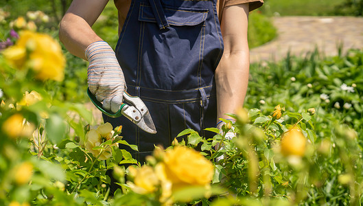 一个年轻人正在修剪玫瑰丛