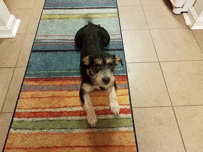小狗平铺摄影照片_彩色地毯上的黑白狗，铺有瓷砖地板