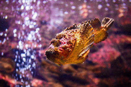 萤火虫之墓摄影照片_观赏鱼与珊瑚和水生动物