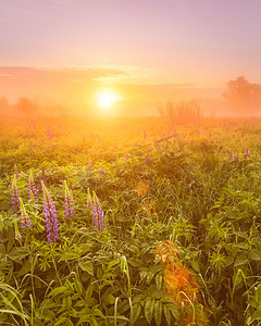 春季或初夏时节，田野上的日出布满了开花的羽扇豆，早晨的背景上有雾和树木。
