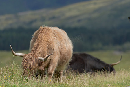 金牛座背景摄影照片_一头棕褐色的高地公牛正在吃长长的天然草甸植物，背景是第二头黑公牛
