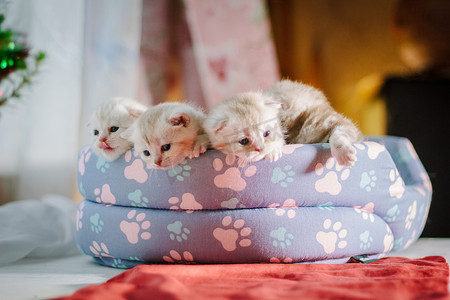 宠物垫中的四只灰色小猫