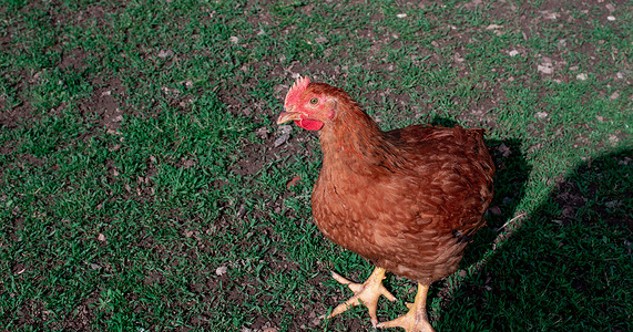 绿色草地上的鸡