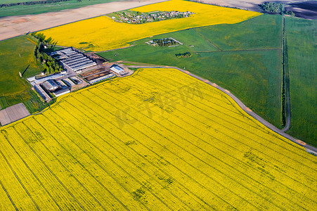 农业部门摄影照片_白俄罗斯农业区黄色油菜田和农场的顶视图。农业部门发展理念