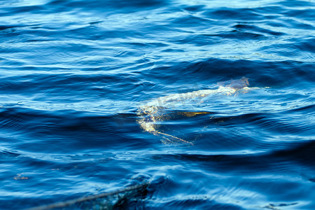 啤酒扔水里摄影照片_春天的鱼网里的鱼