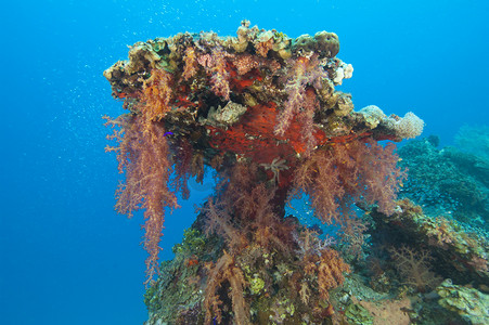 热带珊瑚礁上的软珊瑚
