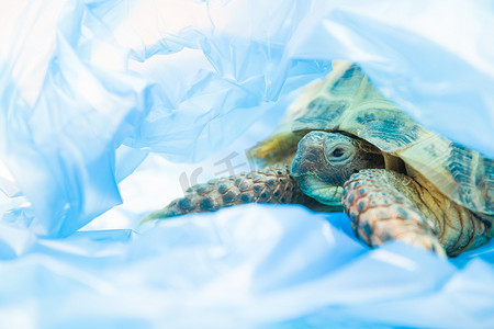 蓝色塑料袋中的乌龟，地球污染概念，塑料动物死亡，环保概念