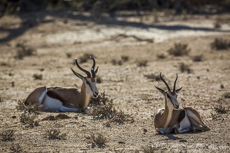 南非 Kgalagadi 跨境公园的跳羚