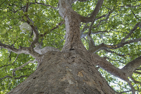 从下面看美国梧桐树的绿色树冠