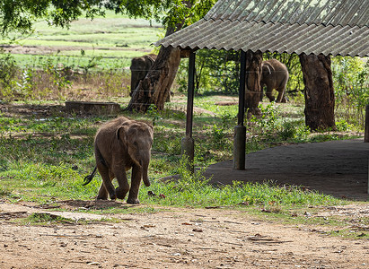 喂食期间，一头年轻的大象在队列中奔跑，争取一个位置。