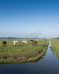 夏日早晨，蓝天下，荷兰绿草如茵的草甸和遥远的农场里有许多马
