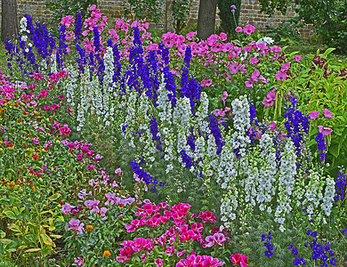 与飞燕草、Larkspur、Lavatera 的彩色边框