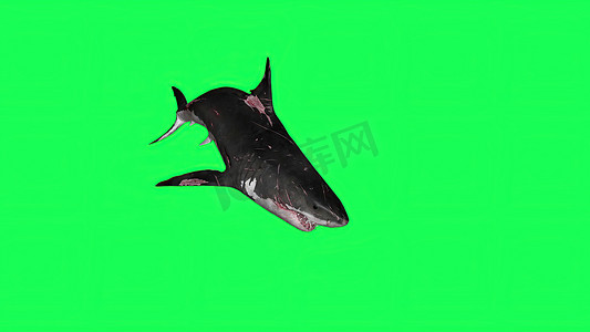 大屏展台摄影照片_3d 插图-绿屏中的鲨鱼-背景