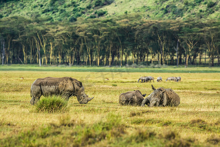 国家公园摄影照片_肯尼亚纳库鲁湖国家公园的白犀牛