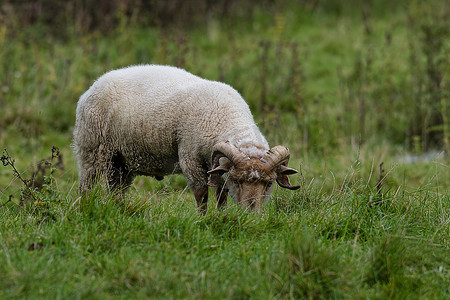 吃草的角波特兰羊