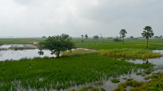 西南暴雨季风雨季，印度一个小村庄的农田在温暖潮湿的空气中郁郁葱葱的绿色地平线。