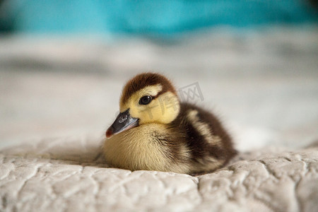 可爱鸭摄影照片_蓝色背景中的斑驳鸭鸭
