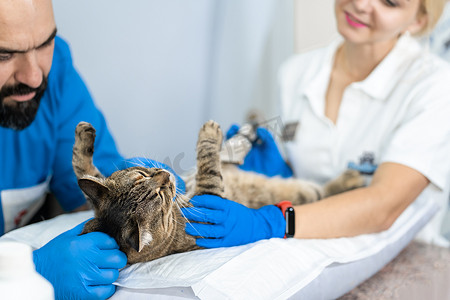 专业医生兽医在兽医诊所对猫的内脏进行超声检查