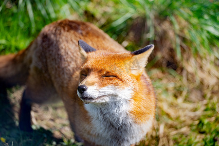 欧洲红狐