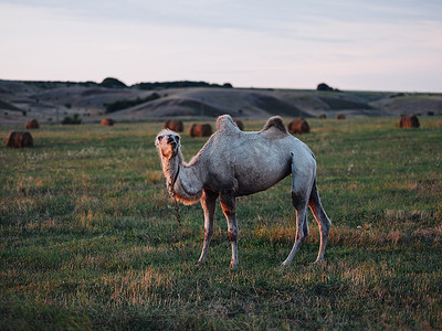 一头有两个驼峰的骆驼在山里行走，呼吸着充分生长的新鲜空气