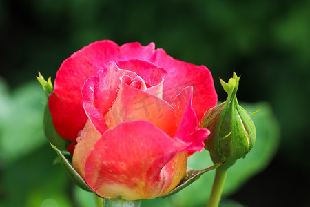 花瓣露珠摄影照片_阳光明媚的日子，美丽的红玫瑰在花园里露珠。