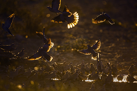 南非卡拉加迪跨境公园的环颈鸽