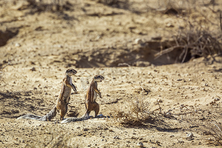 南非 Kgalagadi 跨境公园的海角地松鼠