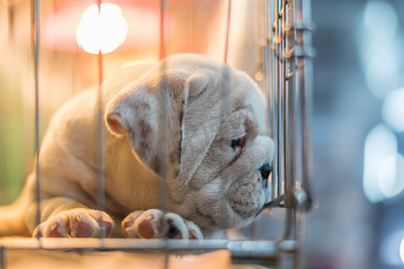 小狗在宠物店的狗笼里等待希望自由