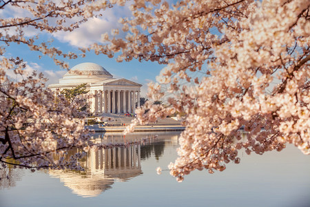 美国华盛顿特区樱花节