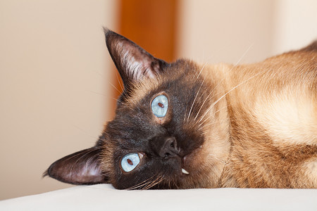 一只长着美丽蓝眼睛的暹罗猫的肖像，它正在床上休息和睡觉