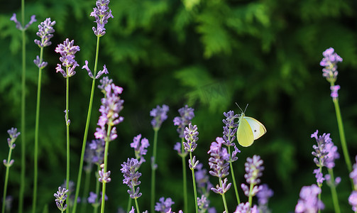 紫色薰衣草花上美丽的黄色 Gonepteryx rhamni 或普通硫磺蝴蝶