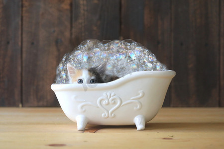 小猫在有气泡的浴缸里