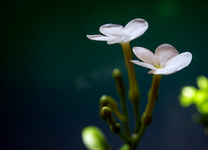 白色的花朵，小而脆弱，栀子花茉莉花