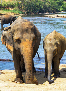 印度大象家族在品纳瓦拉锡兰河沐浴