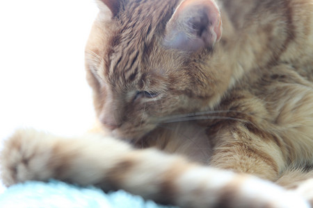 我的有趣的心摄影照片_我的猫在阳光下在窗台上发冷并拍照