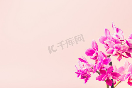 蝴蝶粉色背景摄影照片_粉红色的蝴蝶兰花