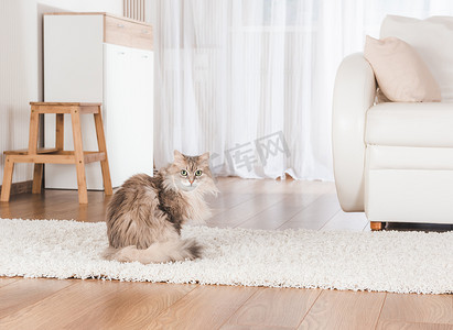 地毯猫摄影照片_躺在地毯上的猫