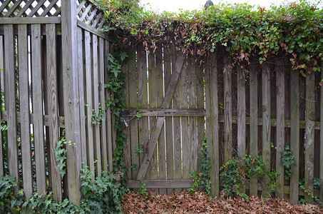 木门和栅栏，有藤蔓和木匠蜂孔