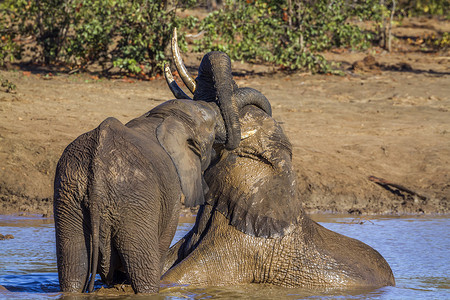 五五大促摄影照片_南非克鲁格国家公园的非洲丛林象