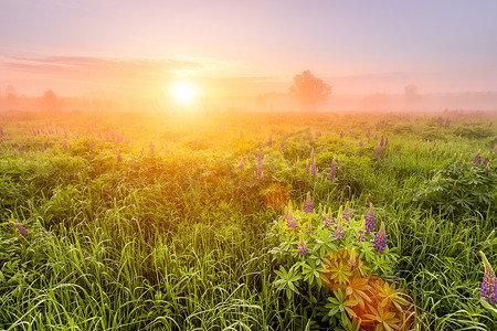 春季或初夏时节，田野上的日出布满了开花的羽扇豆，早晨的背景上有雾和树木。