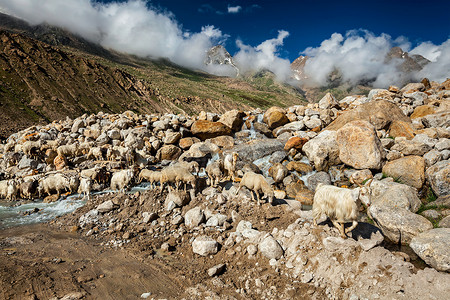 垃圾堆积成山摄影照片_喜马拉雅山的帕什米纳羊群