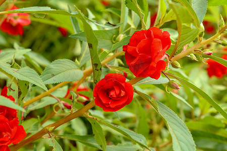 凤仙花红花开花，绿叶。 